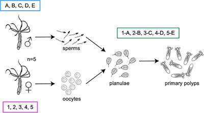 Contribution of Maternal and Paternal Transmission to Bacterial Colonization in Nematostella vectensis